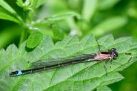 Ischnura elegans