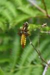 Libellula depressa