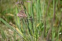 Cordulegaster boltonii