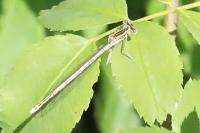 Platycnemis pennipes