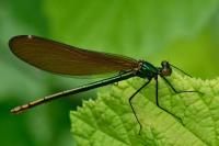 Calopteryx virgo