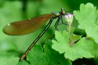 Calopteryx virgo