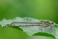 Platycnemis pennipes