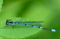 Coenagrion puella