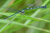 Coenagrion mercuriale