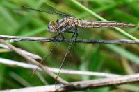 Orthetrum brunneum