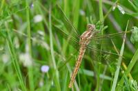 Orthetrum brunneum