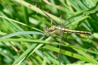 Orthetrum cancellatum