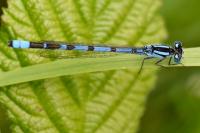 Enallagma cyathigerum