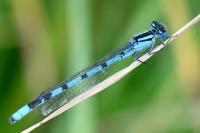 Enallagma cyathigerum