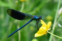 Calopteryx splendens