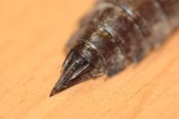 Anax parthenope