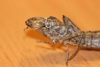 Anax parthenope