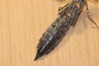 Anax parthenope