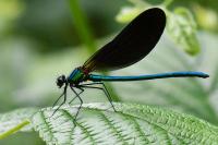 Calopteryx virgo
