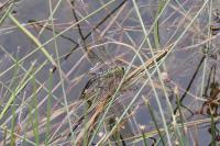 Anax imperator