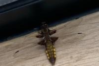 Libellula depressa