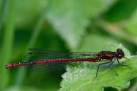 Pyrrhosoma nymphula