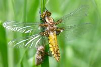 Libellula depressa