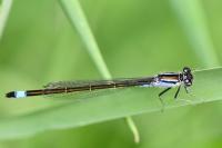 Ischnura elegans