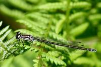Coenagrion puella