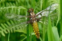 Libellula depressa