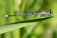 Coenagrion puella