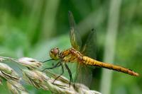 Sympetrum sanguineum