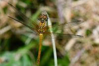 Sympetrum sanguineum