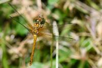 Sympetrum sanguineum