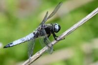 Libellula fulva