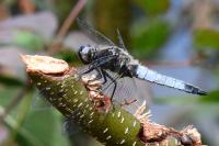Libellula fulva