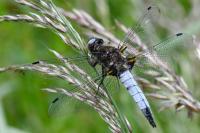 Libellula fulva