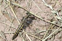 Orthetrum cancellatum