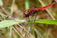 Crocothemis erythraea