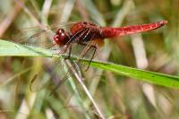 Crocothemis erythraea