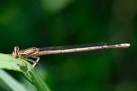 Platycnemis pennipes