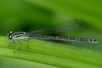 Coenagrion puella