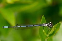 Coenagrion puella