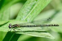 Coenagrion puella