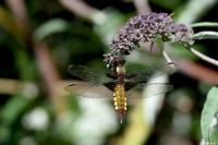 Libellula depressa