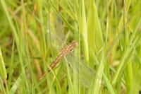 Orthetrum brunneum