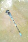Coenagrion scitulum