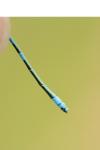 Coenagrion scitulum