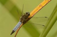 Libellula fulva