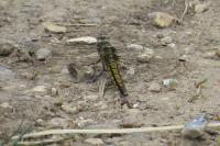Orthetrum cancellatum