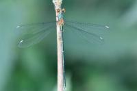 Chalcolestes viridis
