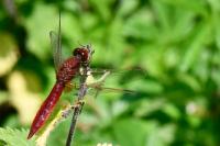 Crocothemis erythraea