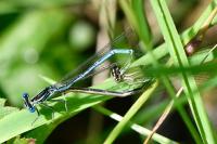 Platycnemis pennipes
