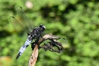 Libellula fulva
